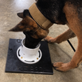 K9 BSD Open Top Food Reward   Single Unit
